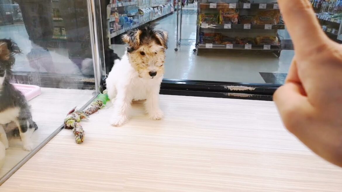 【ワイヤーフォックステリア】子犬のオスワリトレーニング！【マルワンさいたま武蔵浦和店】