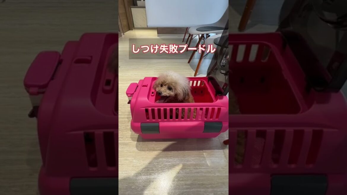 動物病院で鳴きまくるトイプードルとチワワが違い過ぎますよ【音量注意】#shorts #トイプードル#チワワ