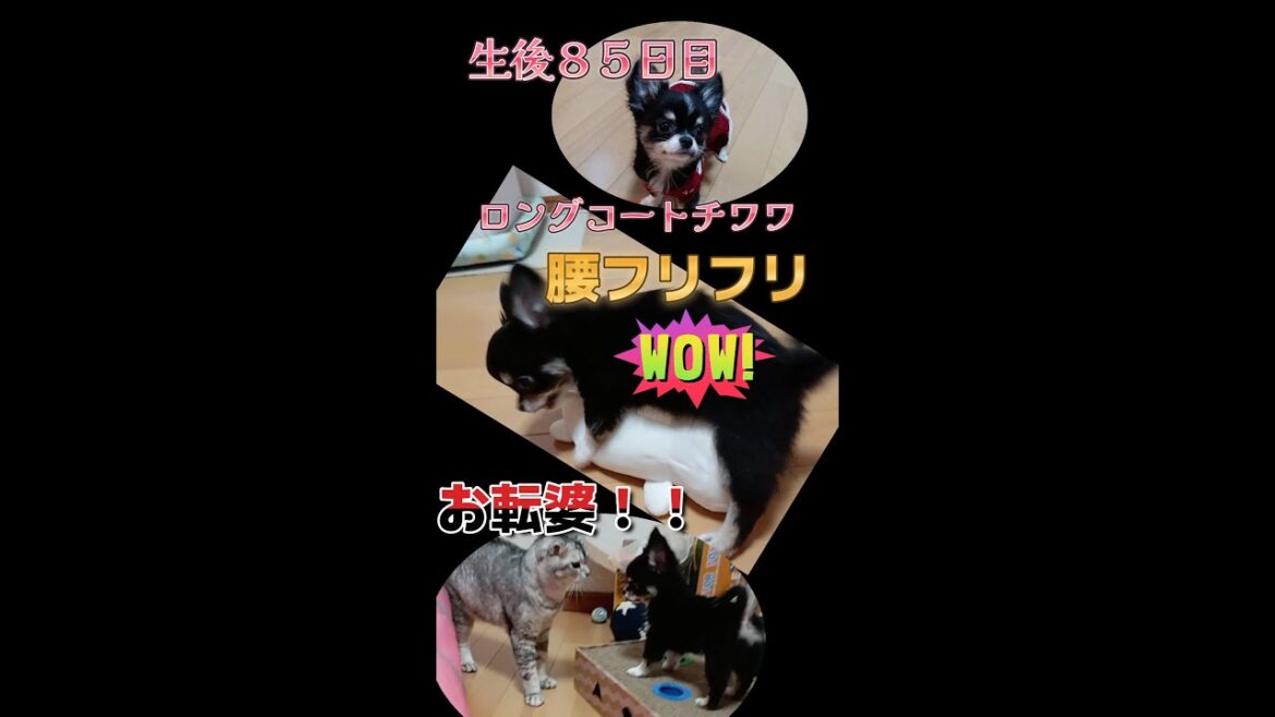 大興奮！！ロングコートチワワ・ブラックタンお迎え１週間後