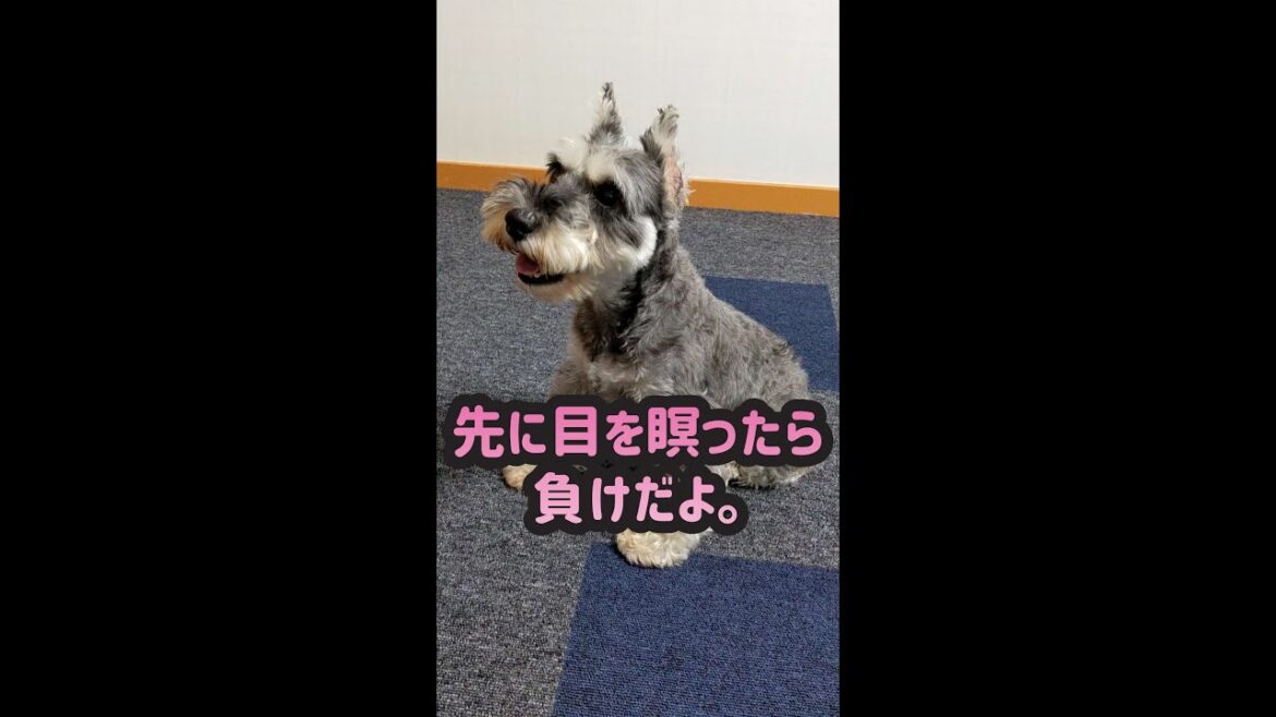 【ミニチュアシュナウザーのグリ部長】先に目を瞑ったら負けだよ