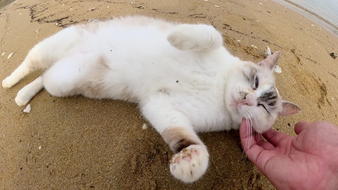 シャムミックス猫が海辺でゴロンゴロンと転げ回って砂浴びをする