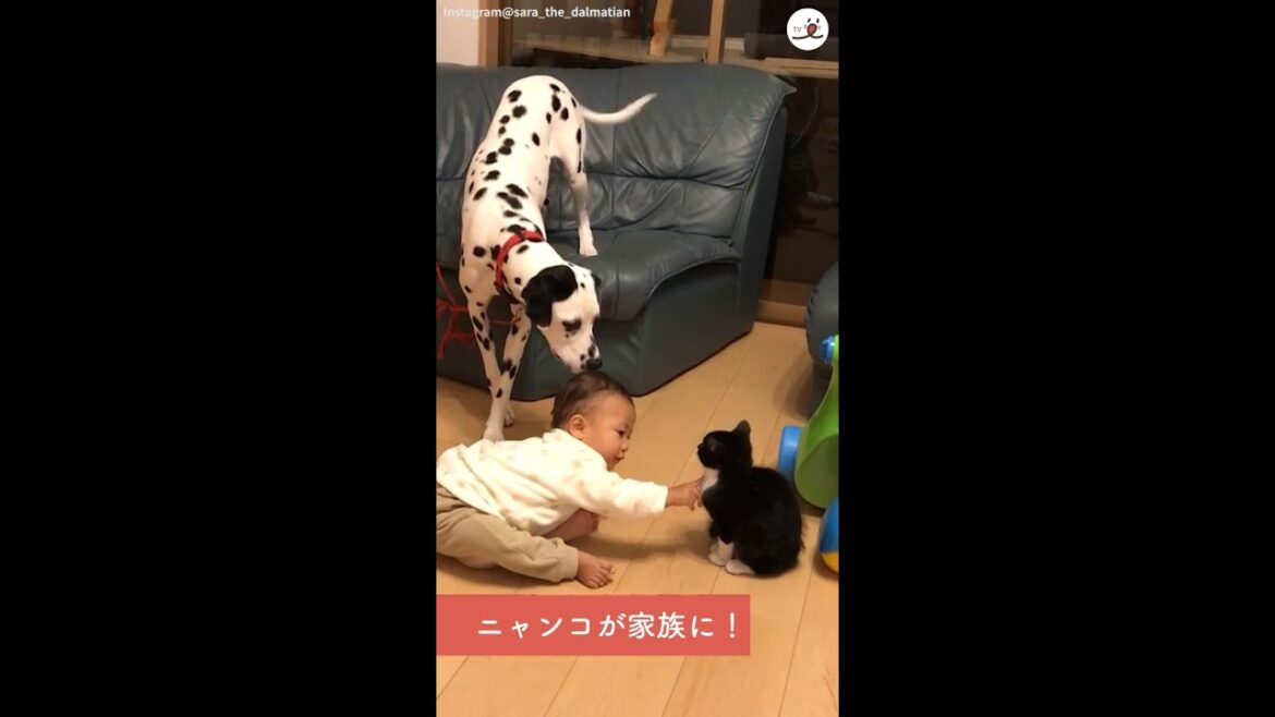 【仲介役はベイビー！？】ダルメシアンが子ネコに近づけるように手招き♪ そのおかげでふたりは…♡