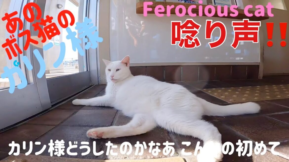 港のボス猫カリン様‼️意味不明な唸り声 待合室のいっぱいの猫ちゃんか⁉️ Ferocious cat
