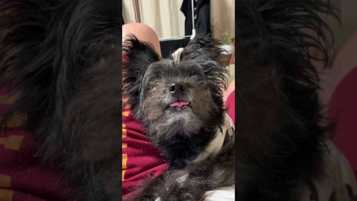 ポメプー犬モコちゃんの舌技をご覧下さい。