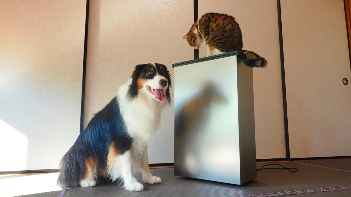 犬と猫と赤ちゃん、さよならウ〇チ臭！CLEAN BOX使ってみたよ