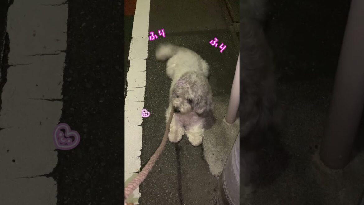お犬様が狙っている獲物って？？