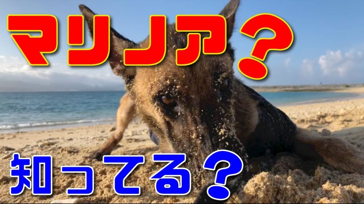 【ベルジアンシェパード・マリノア】って犬種ご存じですか？