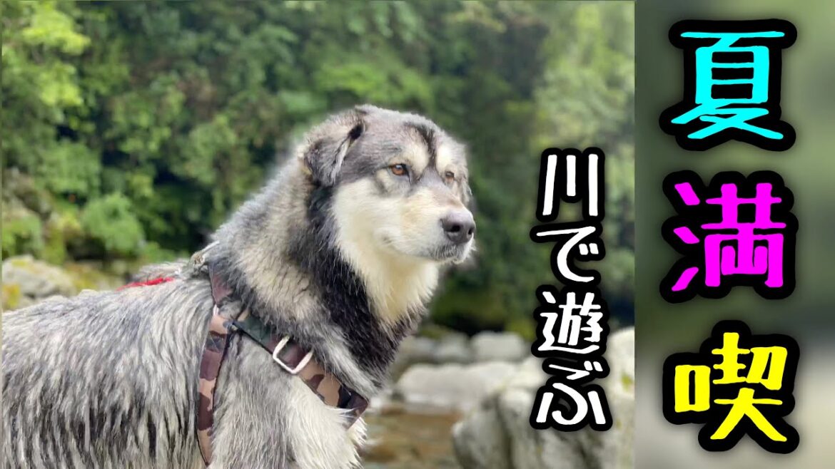 【夏満喫】川で遊びまくるアラスカンマラミュート