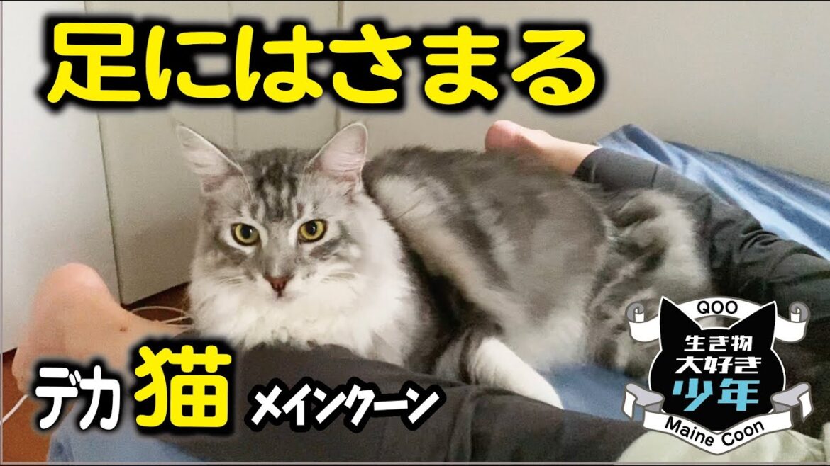 【メインクーン】大型猫が足の間に挟まってきて甘噛み。甘噛みの対処法は？
