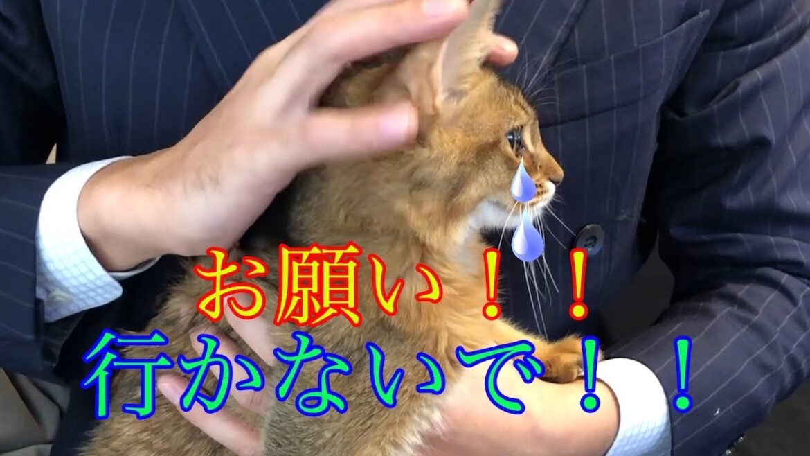 【愛猫ソマリ 突然過ぎる別れに涙】行かないで!離れたくない! #猫ドラマ#アメリ#ソマリ 【愛猫ソマリ 突然過ぎる別れに涙】行かないで!離れたくない! #猫ドラマ#アメリ#ソマリ