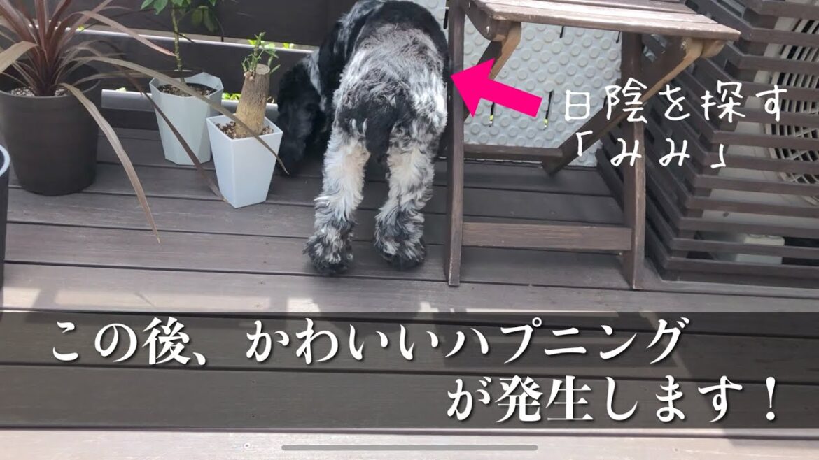 【家・デッキ偏#34】日向ぼっこでハプニング発生！  イングリッシュコッカースパニエル「みみ」 の気持ち