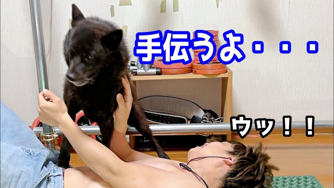 甲斐犬と一緒に筋トレしたらこうなった・・・