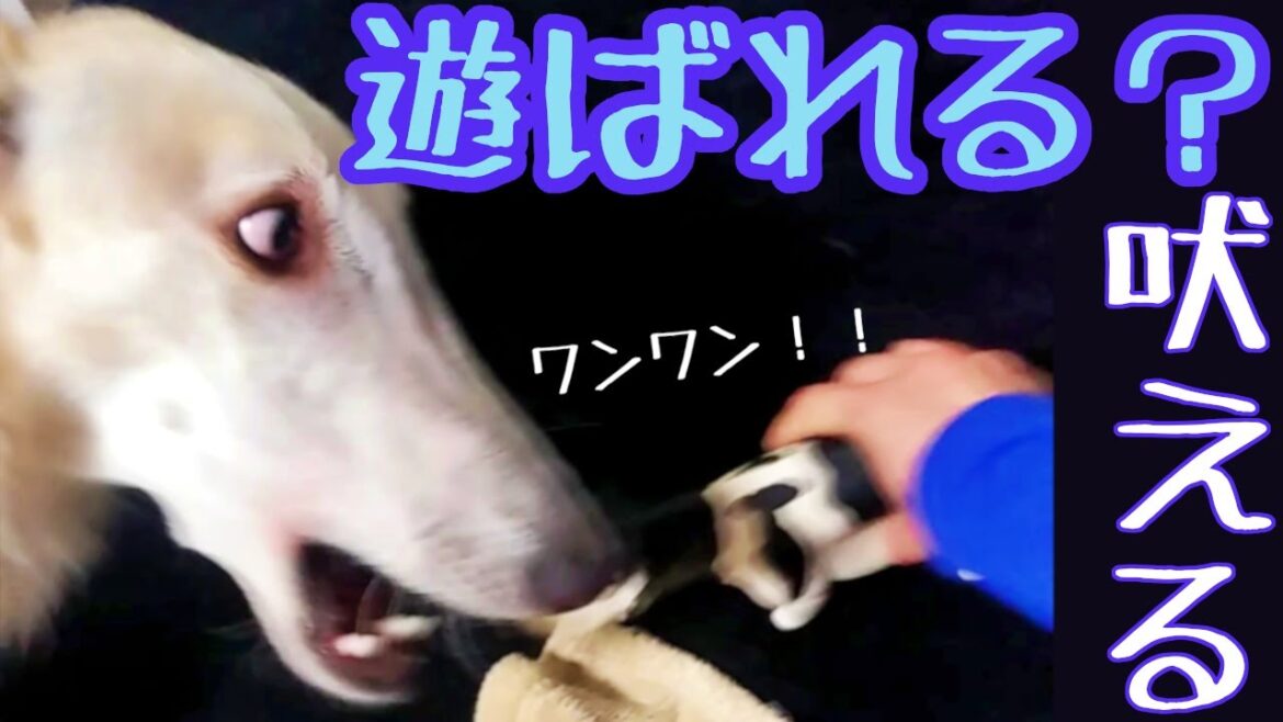 【ボルゾイ】大型犬が牛君に遊ばれる⁈ワンワン吠える犬【超大型犬】