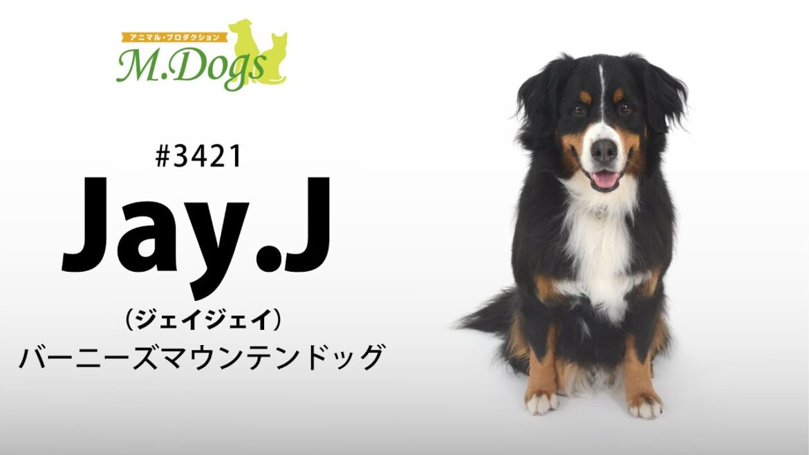 ペットモデル#3421 バーニーズマウンテンドッグ「Jay.J(ジェイジェイ)」のテクニカル動画【指示でアゴ付け】
