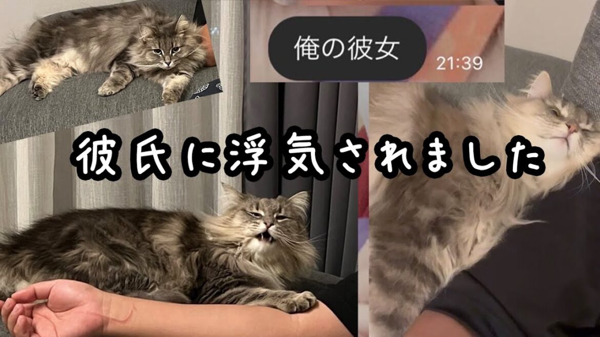 彼氏に浮気されました。ノルウェージャンフォレストキャット