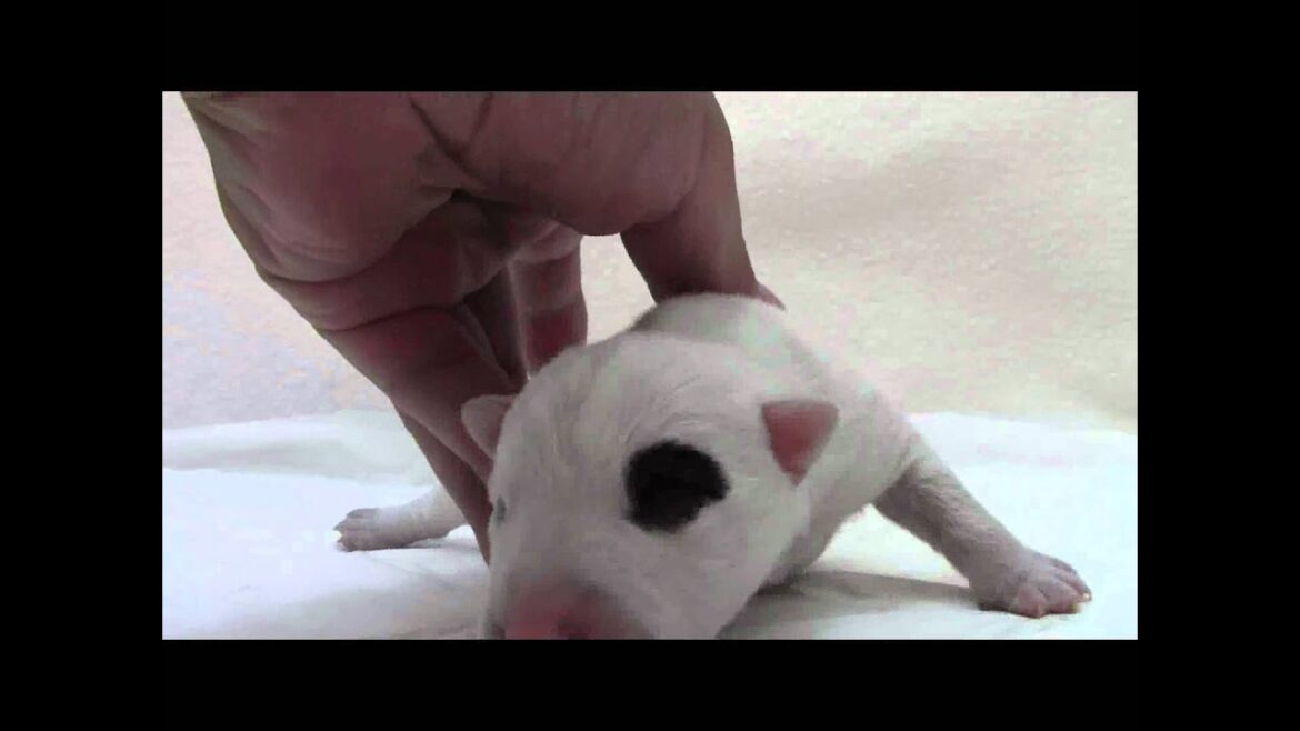 ミニチュアブルテリアの子犬10