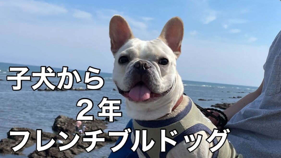 【こんなに変わるんです】フレンチブルドッグ 子犬から成長した現在
