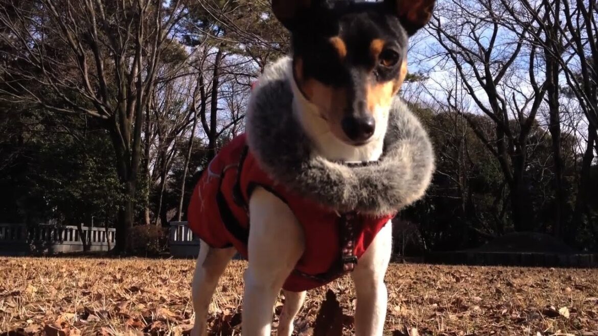 トイフォックステリア、アンの紹介ビデオです／Anne the Toy Fox Terrier - introduction