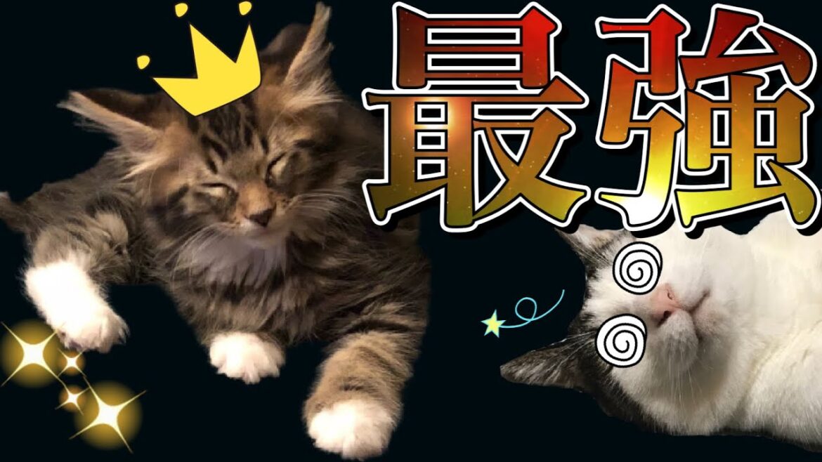 メインクーンの子猫が先住猫をやっつける