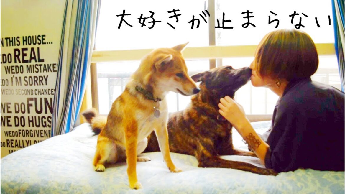 ママ悶絶！甲斐犬の愛情表現はなかなか止まりません！【甲斐犬・柴犬】