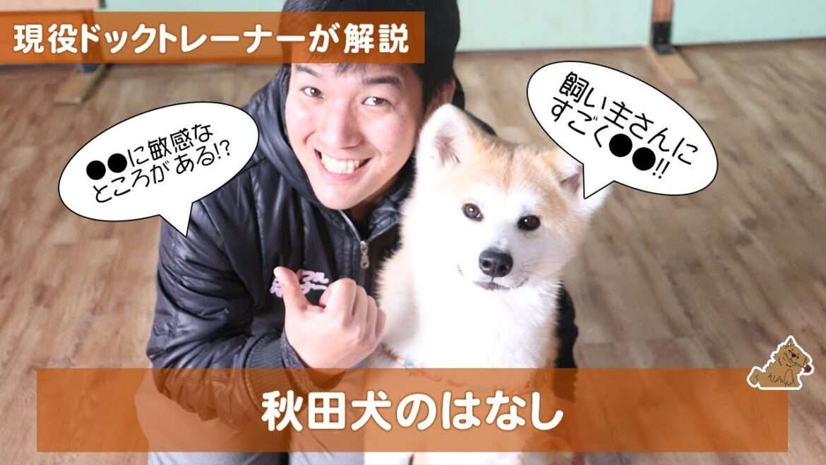 飼い主さんにすごく●●な秋田犬の話!(akitainu)どんな犬?特徴は?飼い方は? 飼い主さんにすごく●●な秋田犬の話!(akitainu)どんな犬?特徴は?飼い方は?
