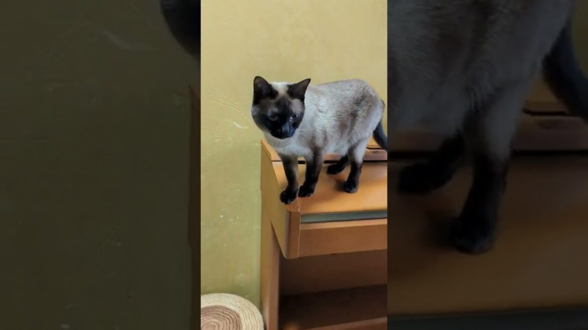 おりるシャム猫 – Siamese cats – #Shorts おりるシャム猫 - Siamese cats - #Shorts