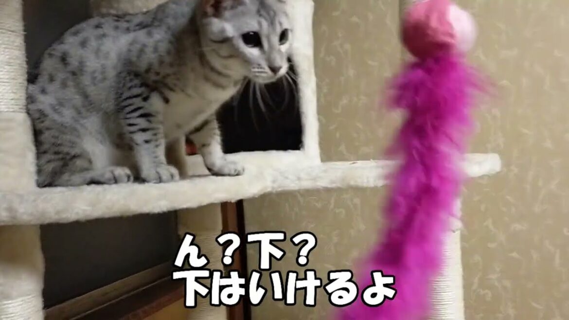 【エジプシャンマウはる】　キャットタワー最上階に挑戦
