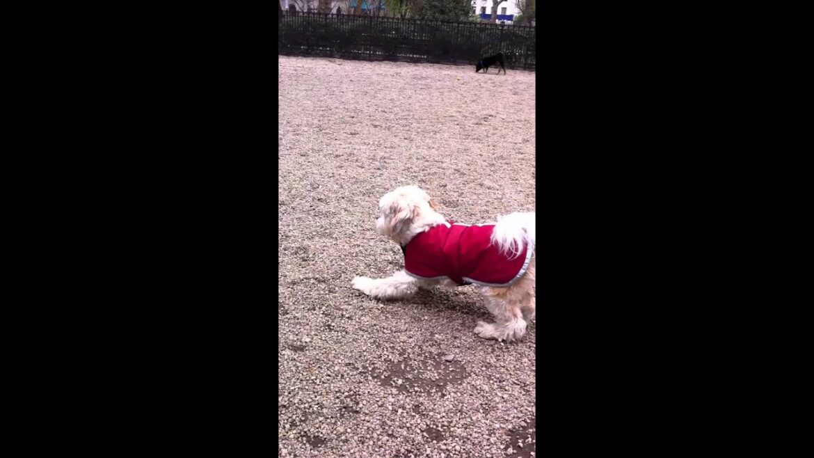 Funny video of Peppi the Tibetan Terrier chasing a dog in the Dog Park