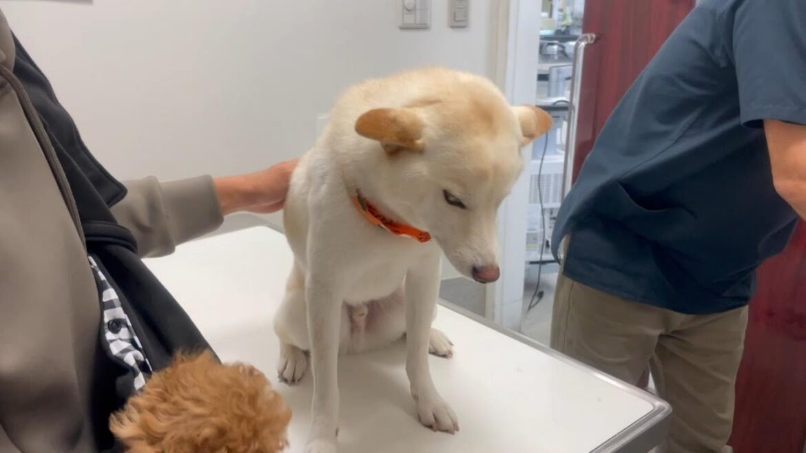 病院で注射とわかった柴犬が大好きな先生の前で様子が激変した…【前編】
