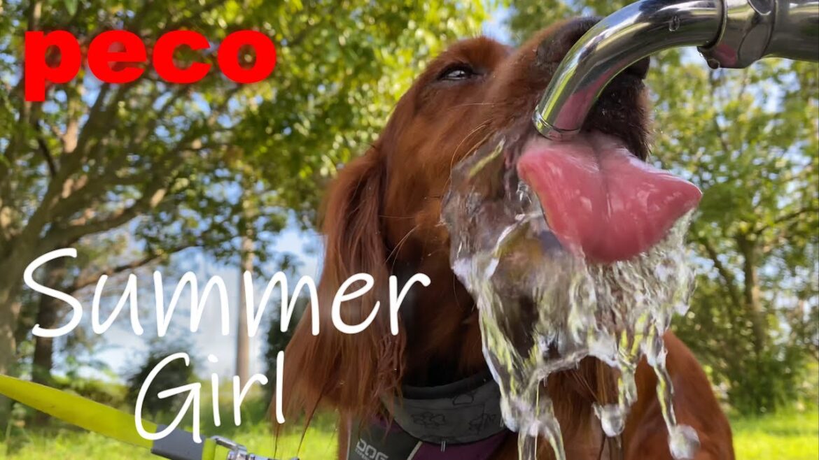 サマー・ガール（peco　Summer Girl）　アイリッシュセター（アイリッシュセッター） Irish Setor（Irish Setter）