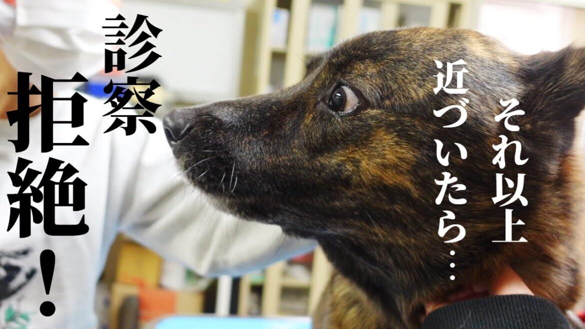 【音量注意】腫瘍⁉怪我⁉謎の瘤に心配し獣医へ行くもまさかの診察拒絶‼【甲斐犬・柴犬】