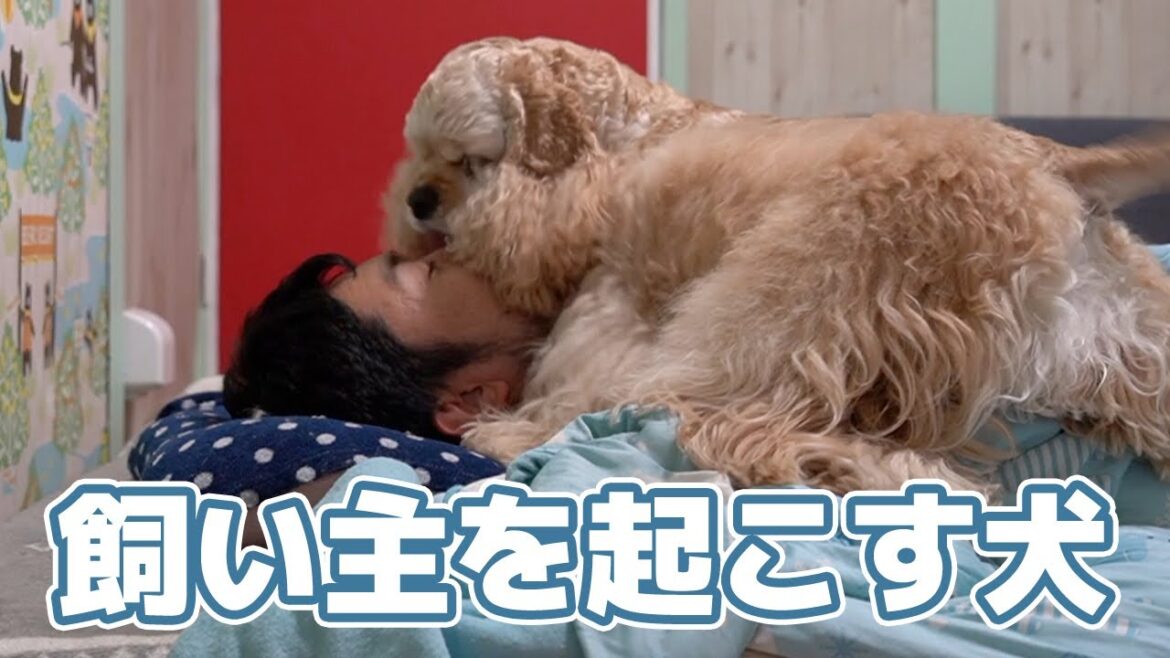 飼い主を起こす犬が可愛い dog wake up owner アメリカンコッカースパニエル