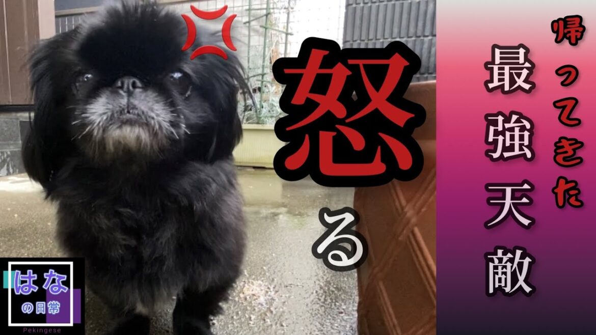 【怒る】超温厚なペキニーズはなちゃんがキレまくる| 悲しい帰省【犬】【Peki】