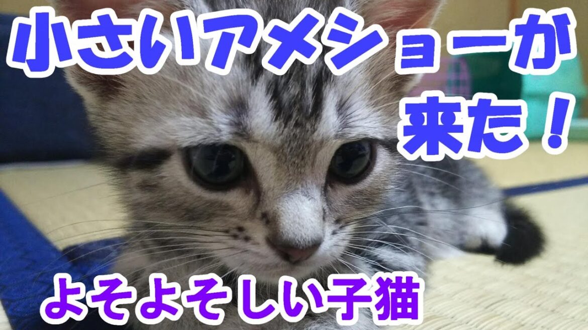 小さいアメショーがうちに来た！よそよそしく始まるアメリカンショートヘアとの暮らし