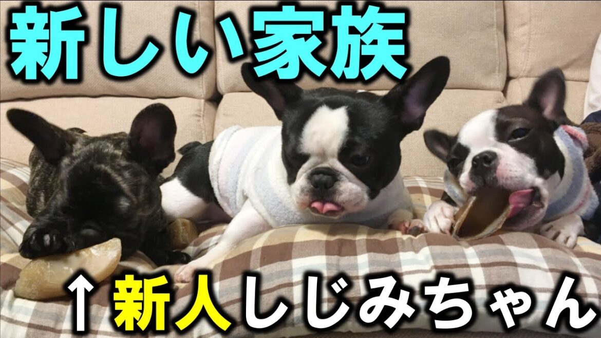 今まで言ってませんでしたが実はこの３匹で暮らしていました【フレンチブルドッグ・ボストンテリア】