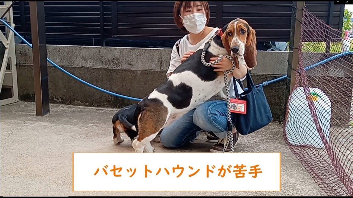 バセットハウンドが恐いバセットハウンド