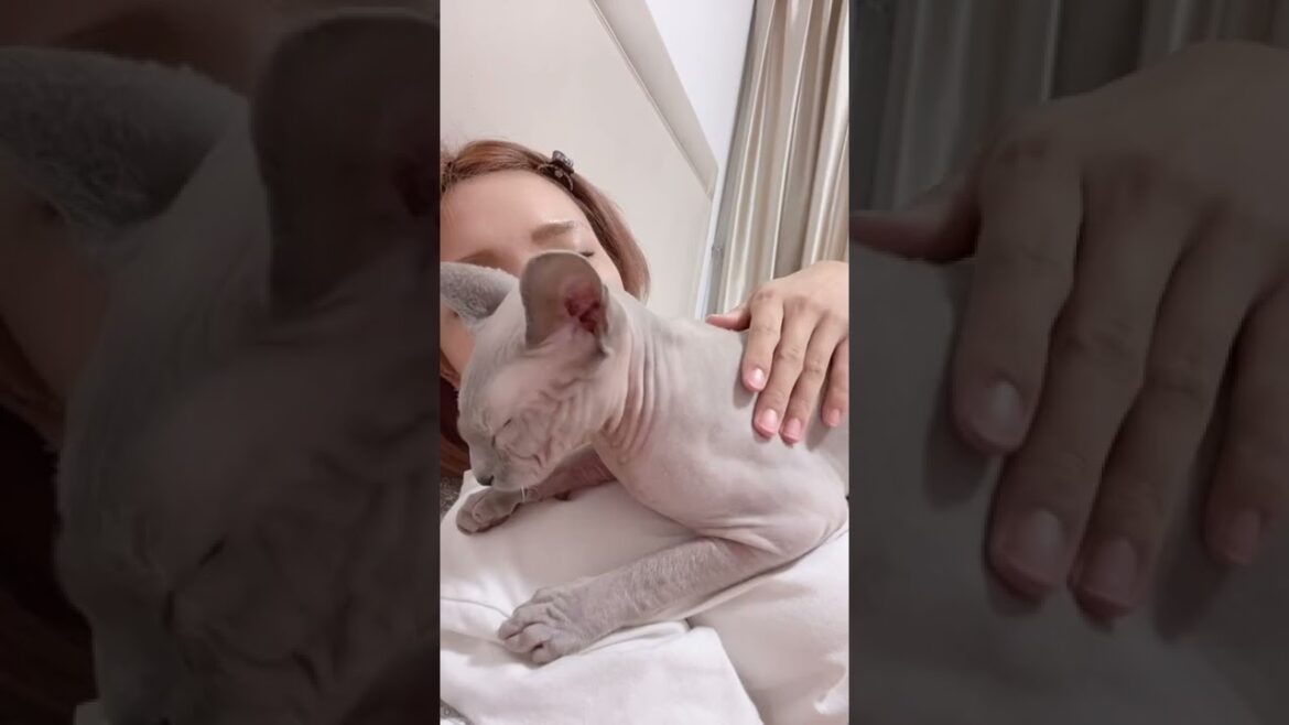 毛のない猫が甘えん坊すぎて最高に可愛い【スフィンクス猫】