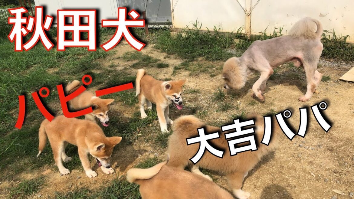 秋田犬子犬軍団 大吉近づくと固まる（笑）Animal Rescue Nursing