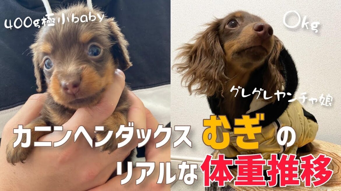【カニンヘンダックス】ダックスの体重ってどんな変化の仕方するんだろ？ver.むぎちゃん【体重推移】