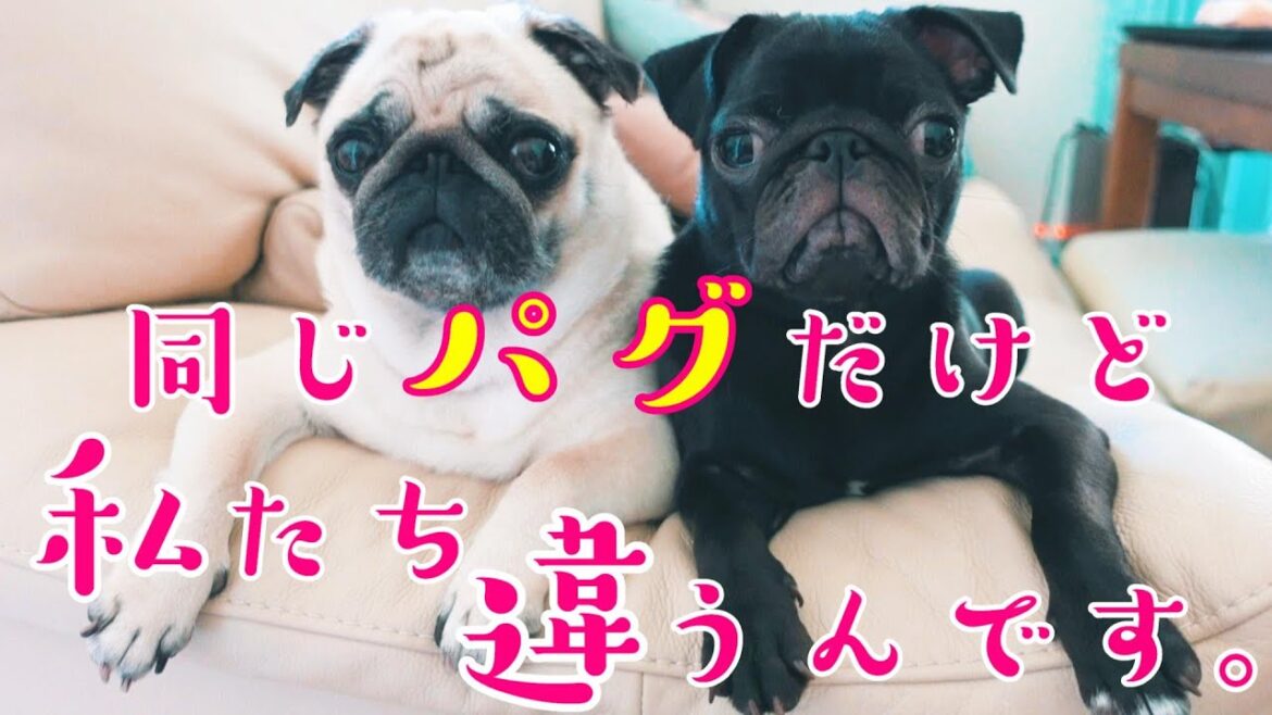 【パグ、pug】一緒に暮らして感じたフォーンパグと黒パグの違いDifference between fawnpug and black pug that I actually felt at home