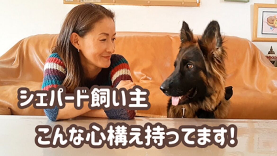 【ジャーマンシェパード】見ていて安心できるシェパード飼い主になりたいです！