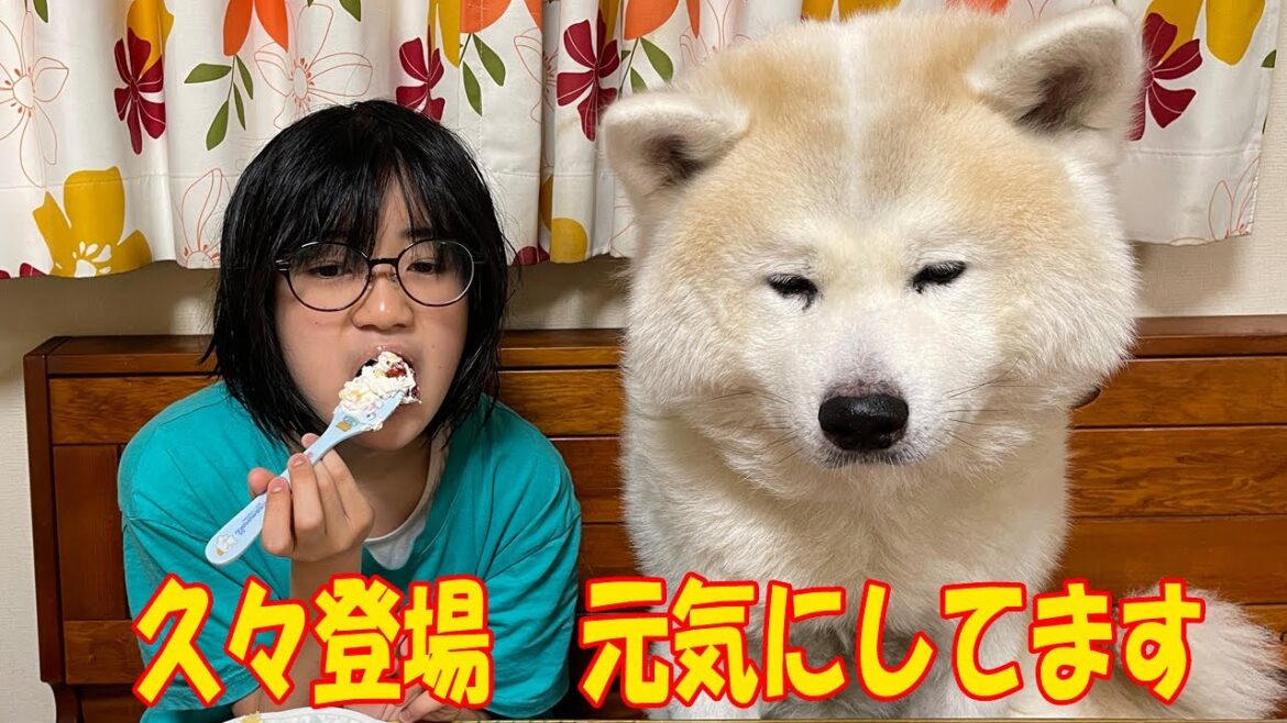 孫娘誕生日・秋田犬そうすけ・シェパードマックとお祝いです【VLOG】