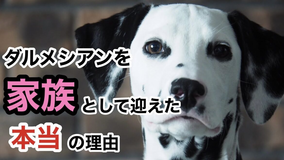 【初公開】大型犬ダルメシアンを家族として迎えた本当の理由をお話ししようと思います。#ダルメシアン#大型犬#犬