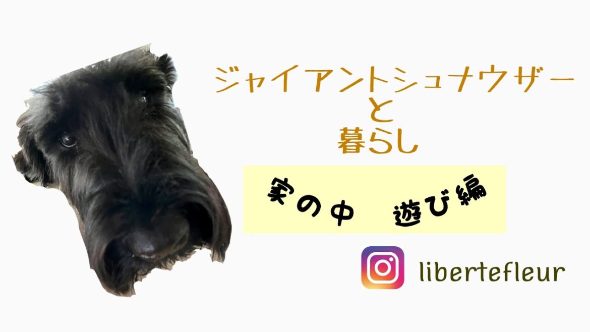 【ジャイアントシュナウザー】雨の日のおうち遊び編