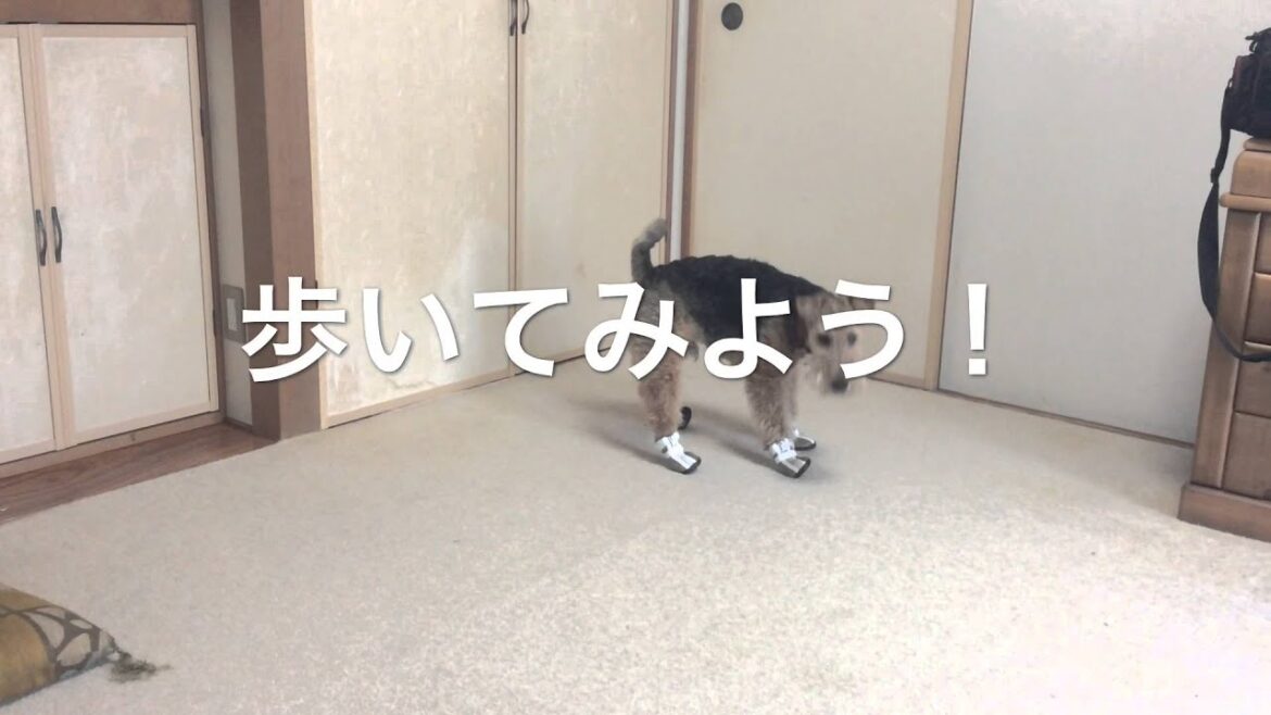 ウェルシュテリアのエアロ君！初めて靴を履いてみました。