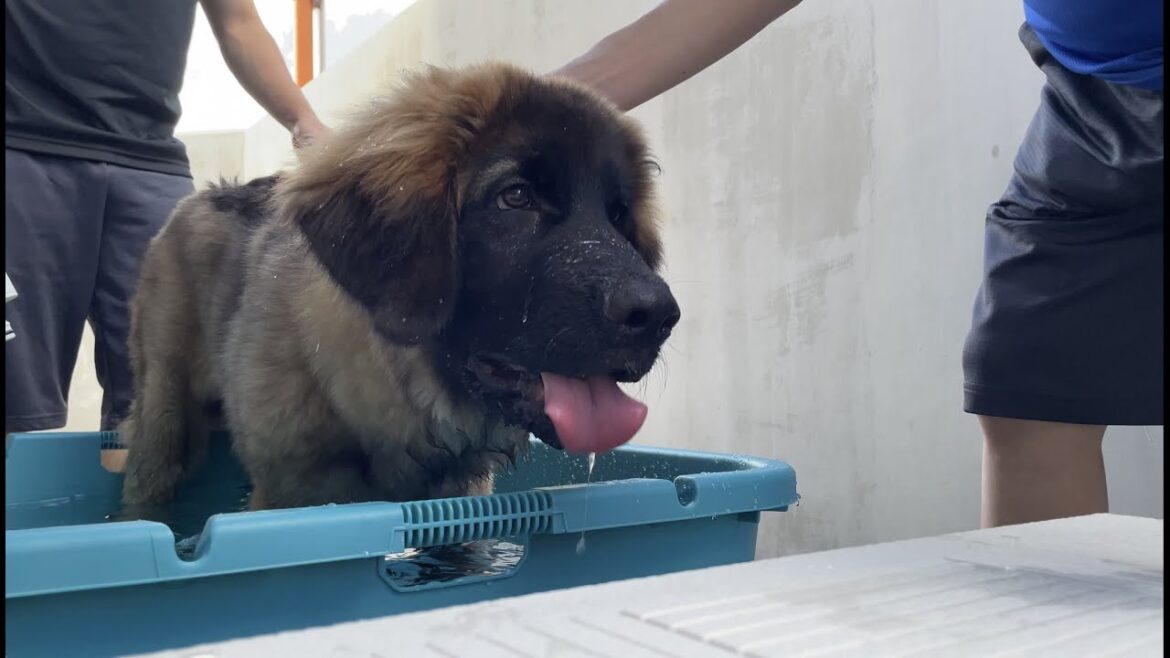【超大型犬】　初めてのシャンプー　Leonberger　レオンベルガー