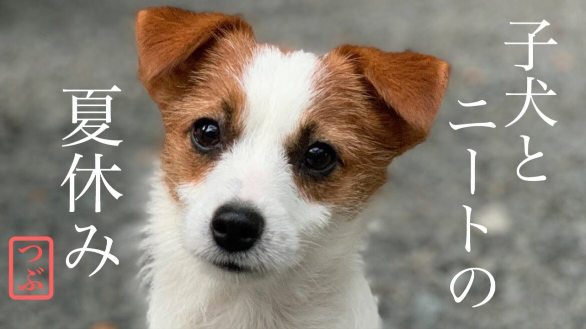 【キャンプ初日】子犬連れのキャンプが最高すぎる/ジャックラッセルテリア/puppy/ 【キャンプ初日】子犬連れのキャンプが最高すぎる/ジャックラッセルテリア/puppy/