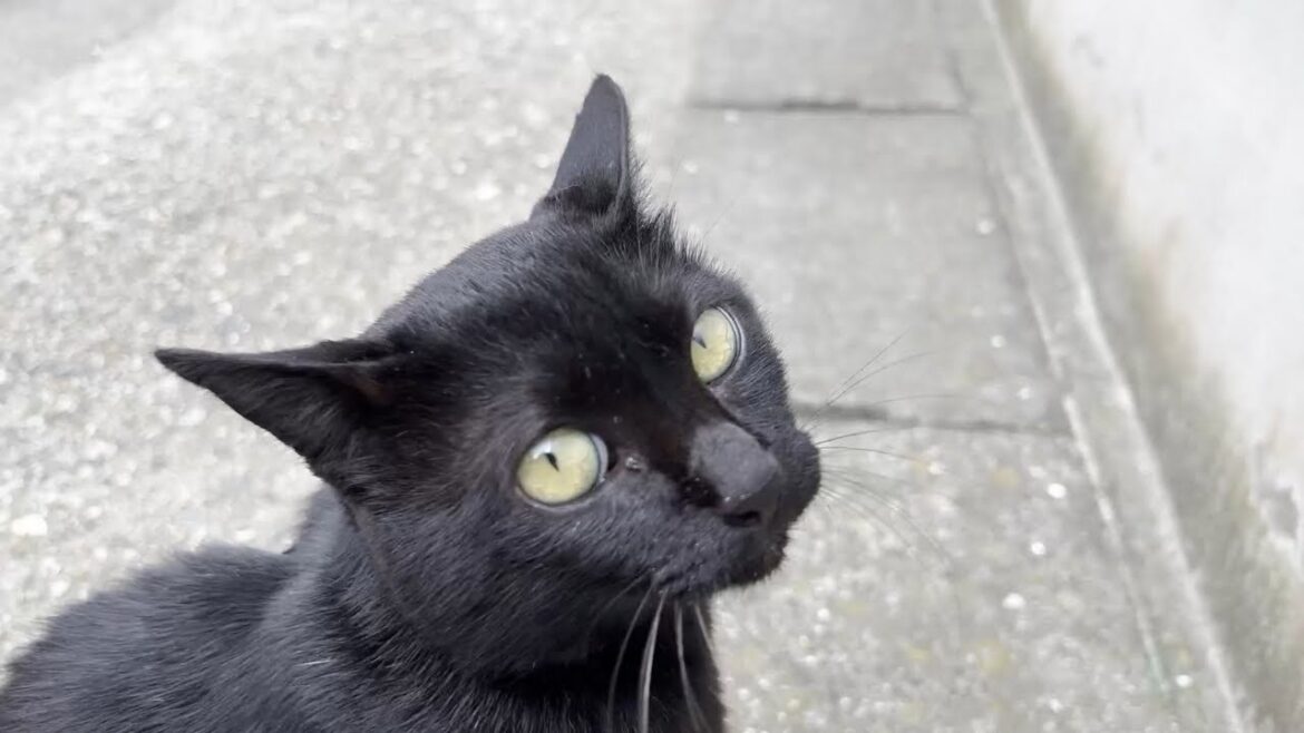 バイクが来ても逃げない黒猫