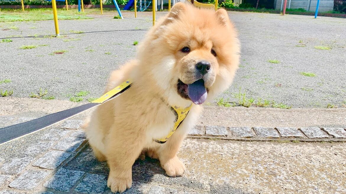初めて外を散歩するチャウチャウ犬の反応がかわいすぎた
