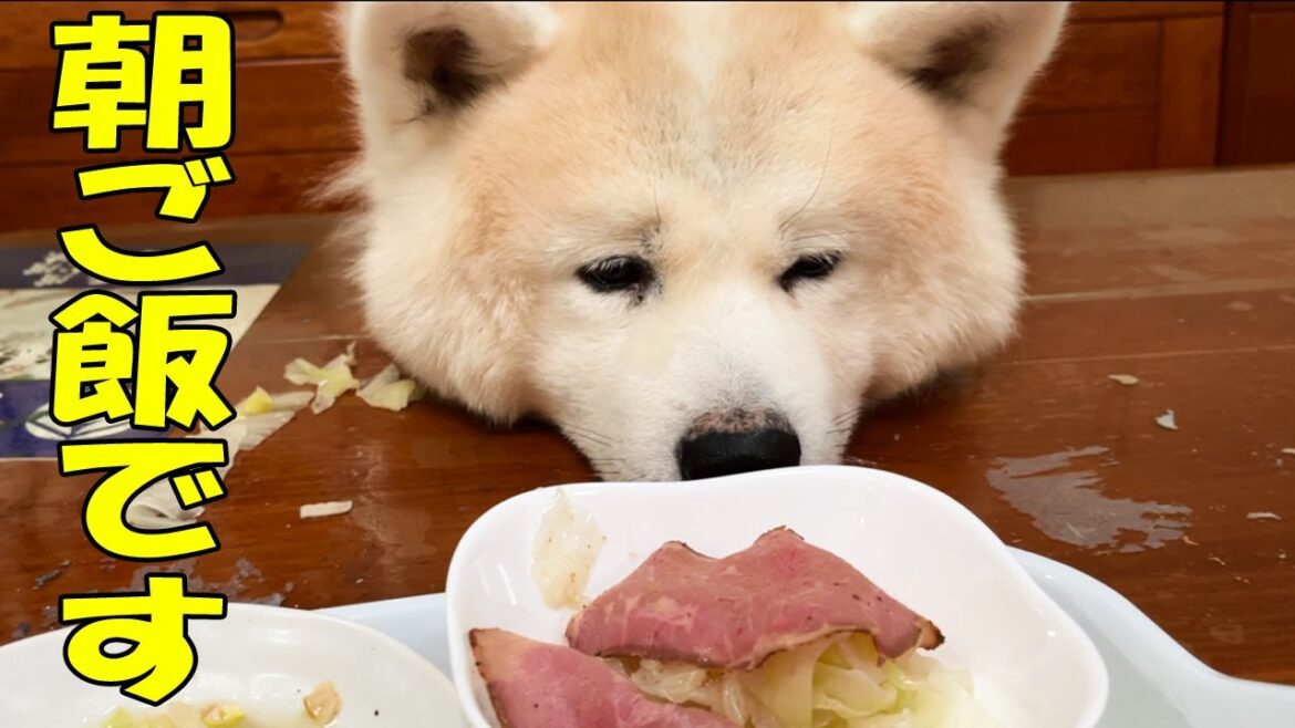 朝ごはんにロックオン！秋田犬そうすけ君の巻